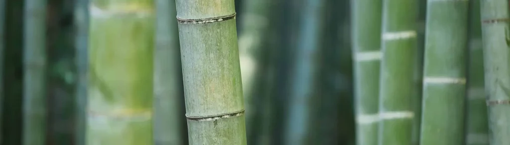 NEWS GREEN NATION – START-UP BAMBOO FOR LIFE